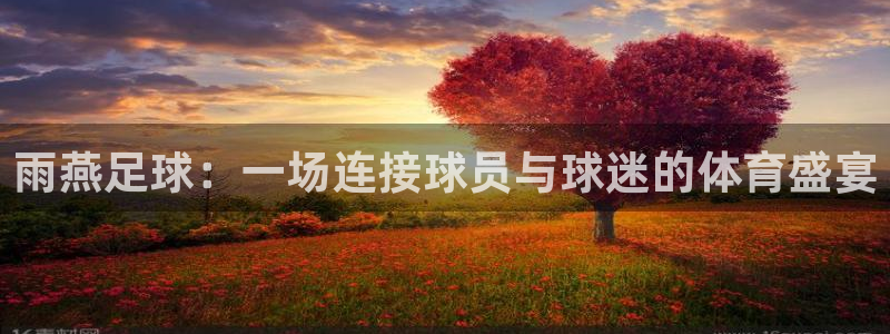 雨燕足球：一场连接球员与球迷的体育盛宴